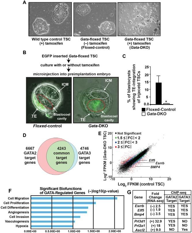 https://cdn.ncbi.nlm.nih.gov/pmc/blobs/9295/5374352/582c97077c3c/develop-144-145318-g5.jpg