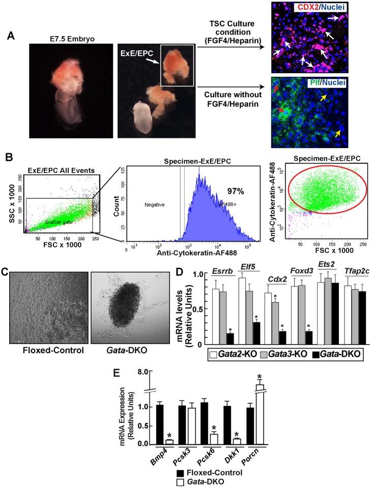 https://cdn.ncbi.nlm.nih.gov/pmc/blobs/9295/5374352/925411ea9a0e/develop-144-145318-g6.jpg