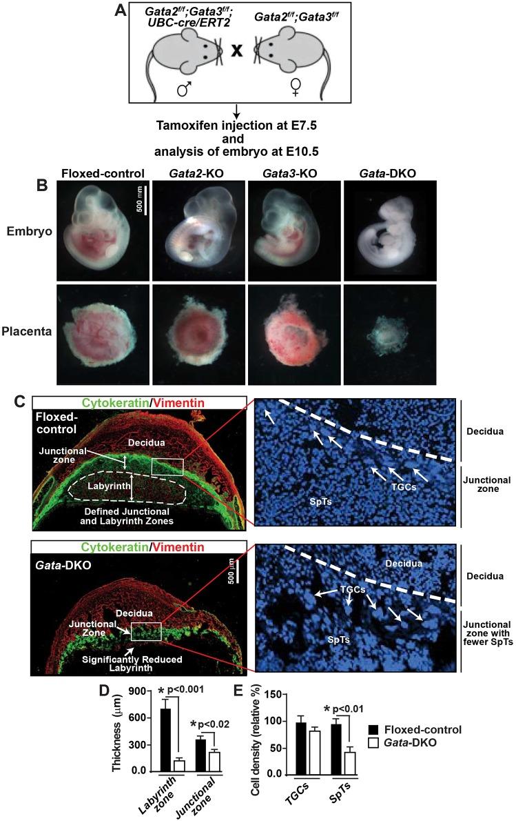https://cdn.ncbi.nlm.nih.gov/pmc/blobs/9295/5374352/dc538979da01/develop-144-145318-g4.jpg
