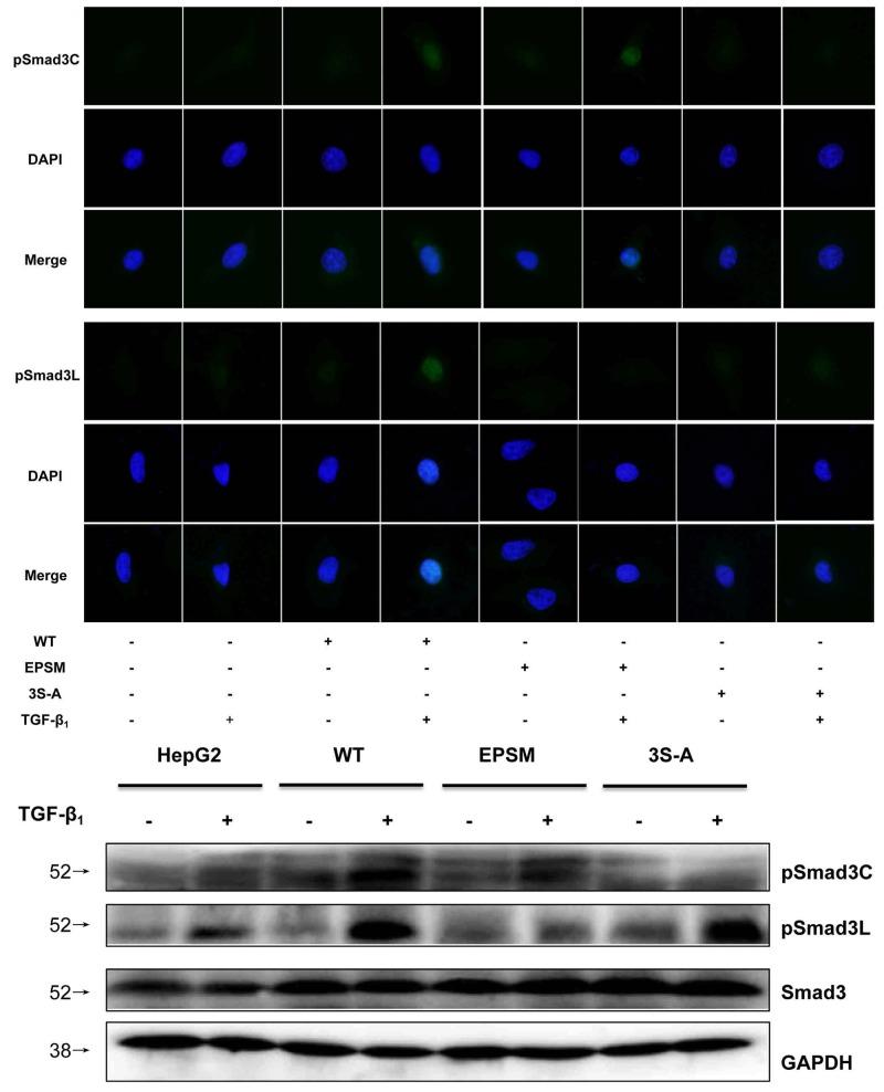 https://cdn.ncbi.nlm.nih.gov/pmc/blobs/9295/5689586/7e0e3de8ebbc/oncotarget-08-84958-g005.jpg