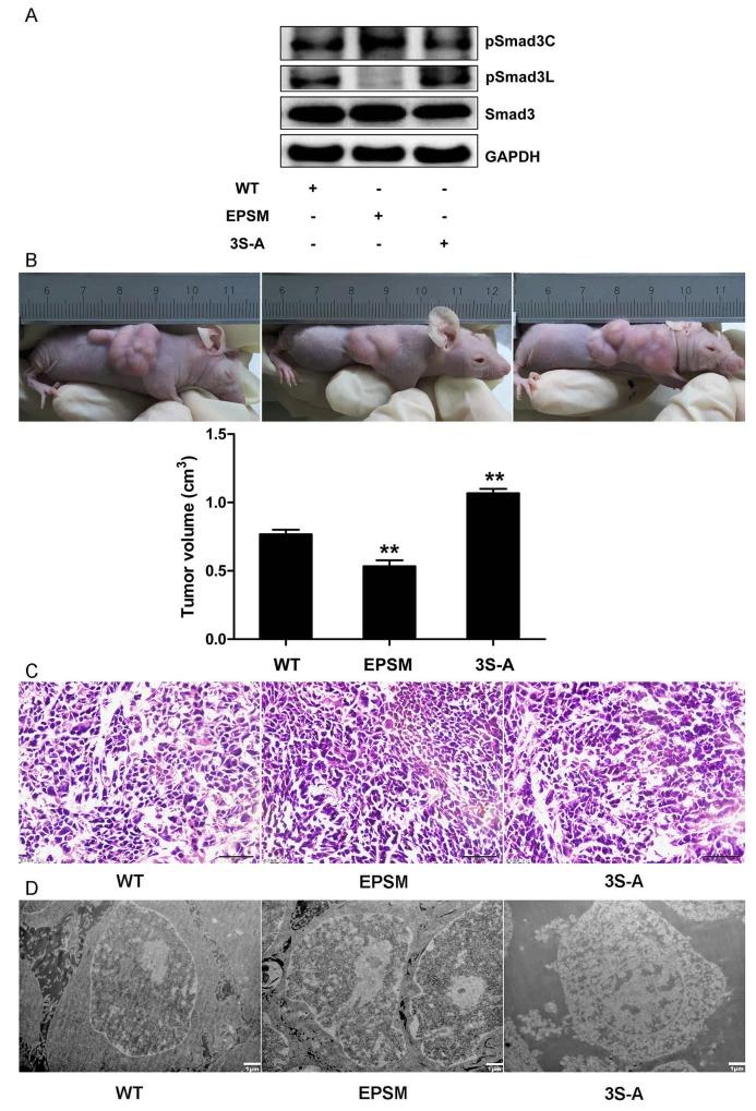 https://cdn.ncbi.nlm.nih.gov/pmc/blobs/9295/5689586/9380a965bfb0/oncotarget-08-84958-g006.jpg