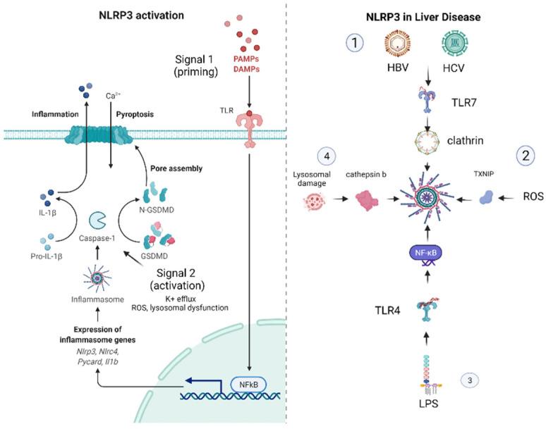 https://cdn.ncbi.nlm.nih.gov/pmc/blobs/9297/9264914/a92d7dfe3d52/cancers-14-03150-g001.jpg