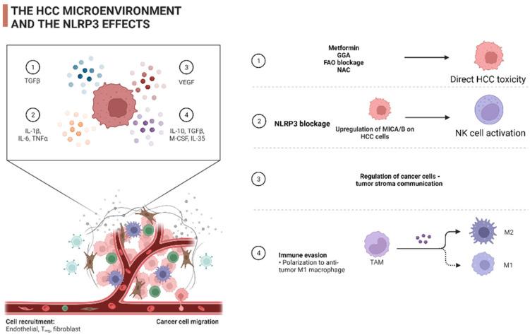 https://cdn.ncbi.nlm.nih.gov/pmc/blobs/9297/9264914/d7925d0f89cb/cancers-14-03150-g002.jpg