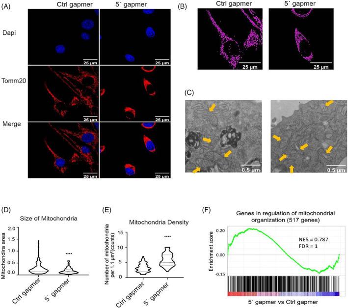 https://cdn.ncbi.nlm.nih.gov/pmc/blobs/9298/10392060/7a99fe70f644/CPR-56-e13416-g003.jpg