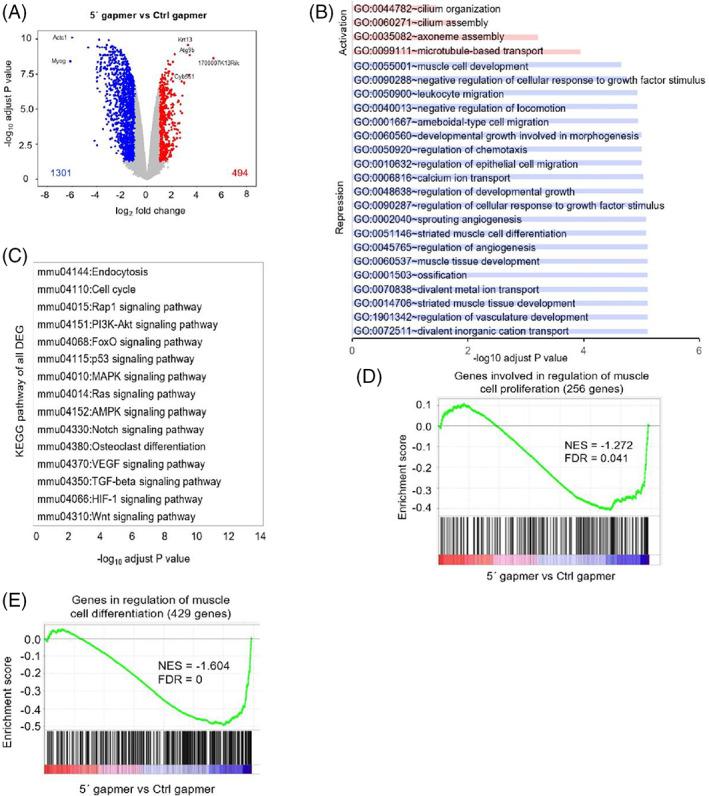 https://cdn.ncbi.nlm.nih.gov/pmc/blobs/9298/10392060/f5207f51a10c/CPR-56-e13416-g007.jpg