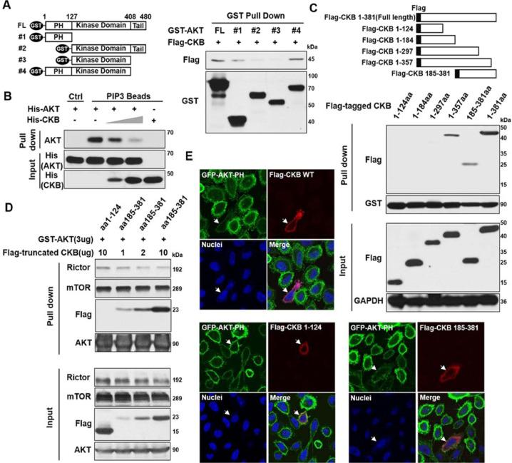 https://cdn.ncbi.nlm.nih.gov/pmc/blobs/9298/8551525/61468e203822/gr8.jpg