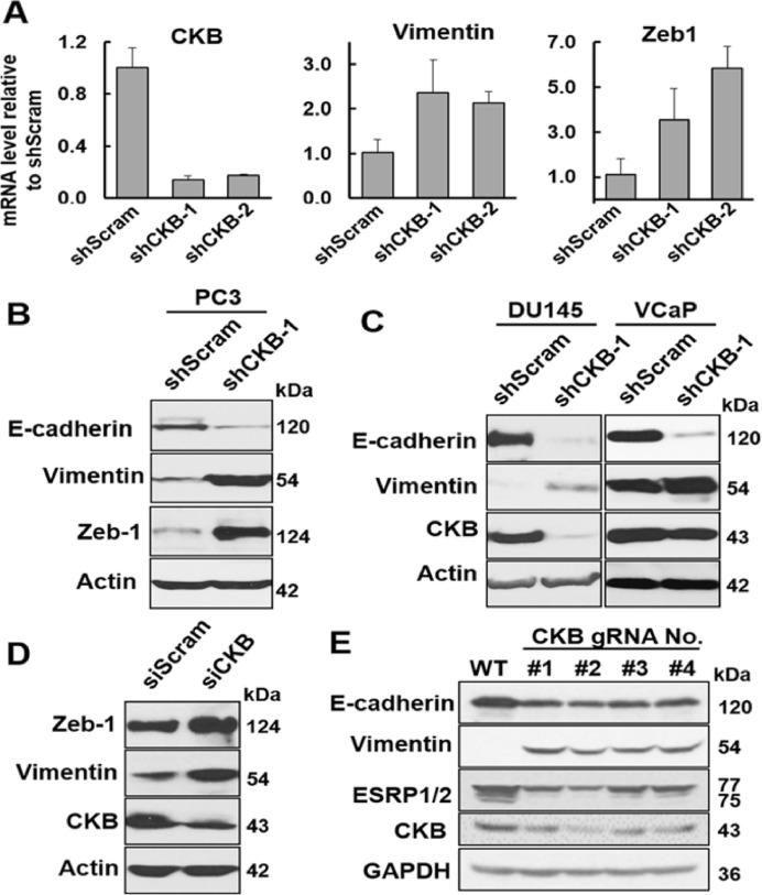 https://cdn.ncbi.nlm.nih.gov/pmc/blobs/9298/8551525/8601f072bc1a/gr3.jpg