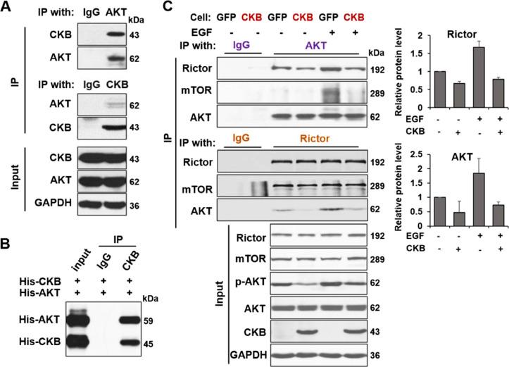 https://cdn.ncbi.nlm.nih.gov/pmc/blobs/9298/8551525/a6bc18fac6cf/gr7.jpg
