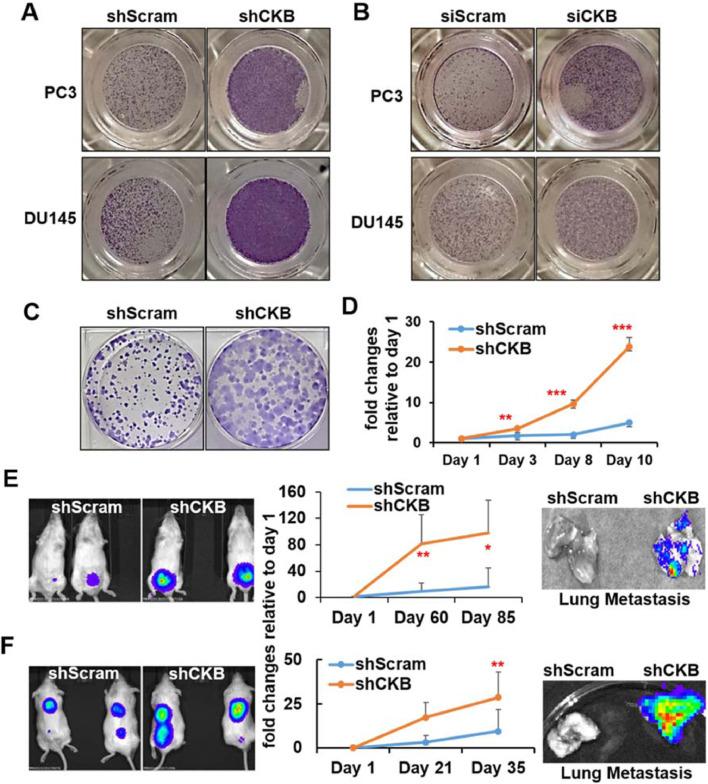https://cdn.ncbi.nlm.nih.gov/pmc/blobs/9298/8551525/cdbc513038e2/gr4.jpg