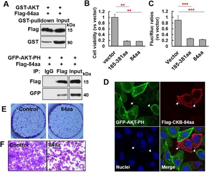 https://cdn.ncbi.nlm.nih.gov/pmc/blobs/9298/8551525/e612ba68ccc4/gr9.jpg