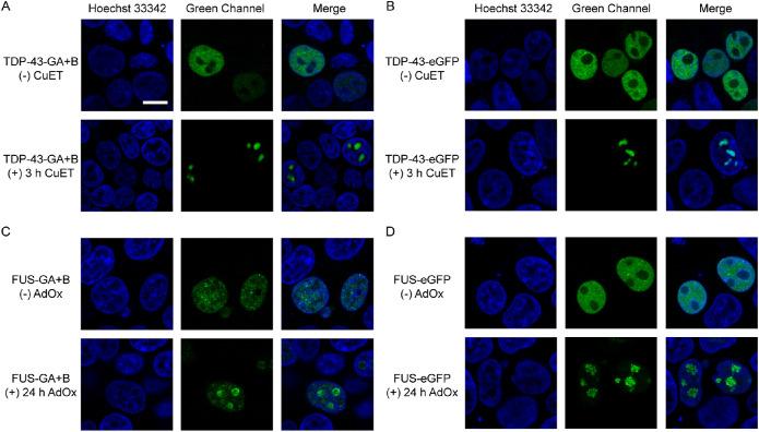 https://cdn.ncbi.nlm.nih.gov/pmc/blobs/929b/10916855/ff37c6ab7f82/mbc-35-ar41-g003.jpg