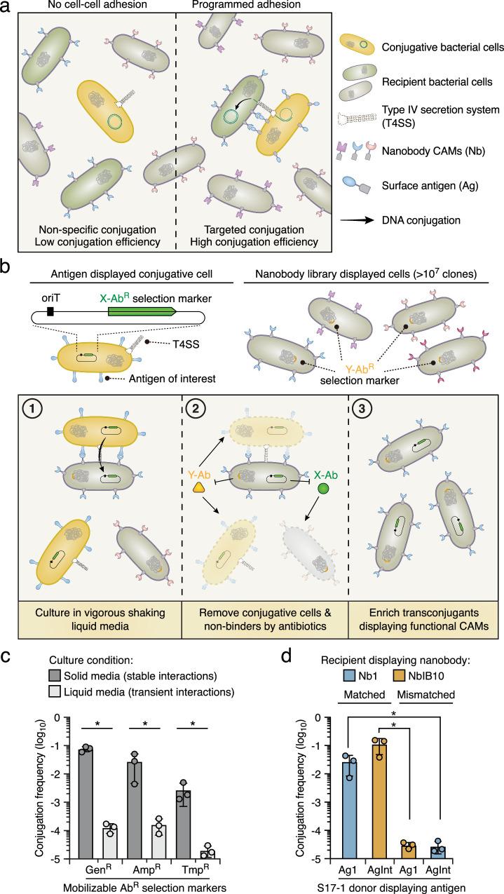 https://cdn.ncbi.nlm.nih.gov/pmc/blobs/929b/11297345/f297211e1a4b/41467_2024_51017_Fig1_HTML.jpg