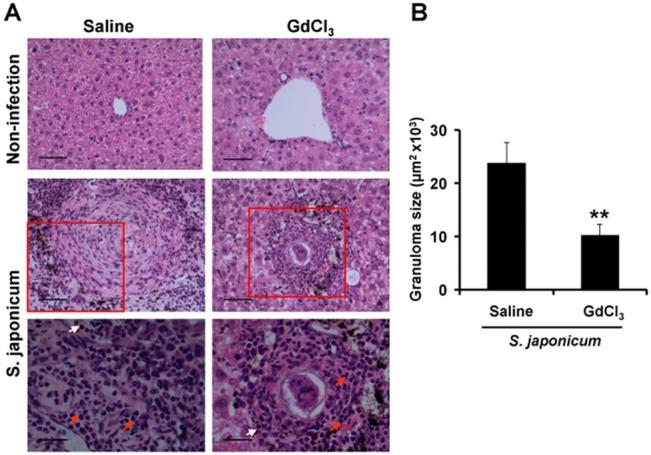 https://cdn.ncbi.nlm.nih.gov/pmc/blobs/929c/4552789/ddfdaea01266/pone.0132222.g003.jpg