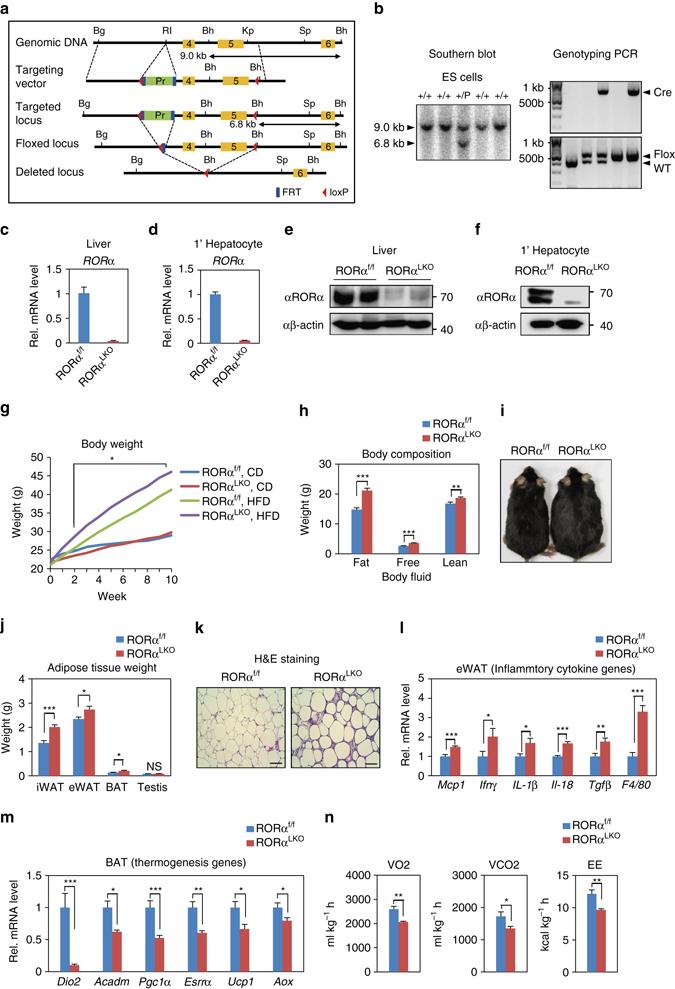 https://cdn.ncbi.nlm.nih.gov/pmc/blobs/929c/5534431/5fd899af25f6/41467_2017_215_Fig1_HTML.jpg