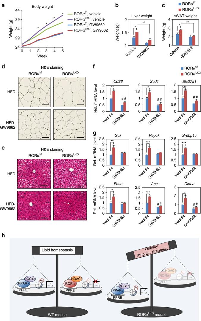https://cdn.ncbi.nlm.nih.gov/pmc/blobs/929c/5534431/9dfb92c7265b/41467_2017_215_Fig7_HTML.jpg