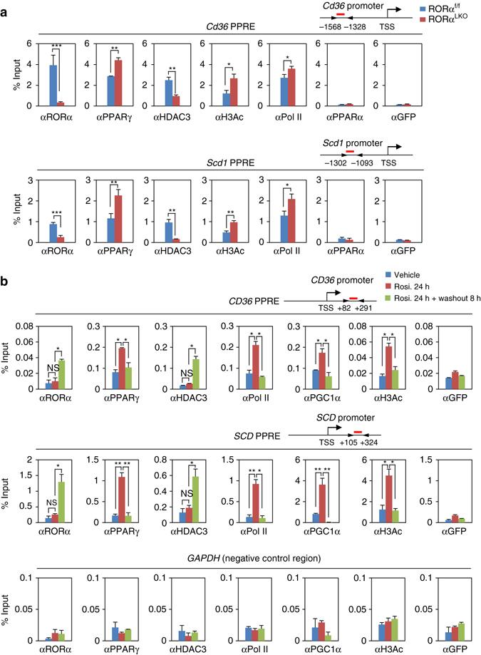 https://cdn.ncbi.nlm.nih.gov/pmc/blobs/929c/5534431/a0ebb4bf6045/41467_2017_215_Fig5_HTML.jpg
