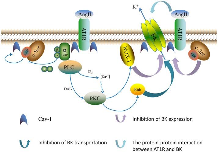 https://cdn.ncbi.nlm.nih.gov/pmc/blobs/92a0/5601423/025733b0add5/fphys-08-00698-g0002.jpg