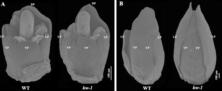 https://cdn.ncbi.nlm.nih.gov/pmc/blobs/92a9/9560771/ef2836798fba/fpls-13-996239-g002.jpg