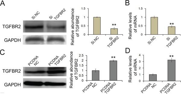 https://cdn.ncbi.nlm.nih.gov/pmc/blobs/92ad/5078094/2e0a47993308/oncotarget-07-33286-g004.jpg