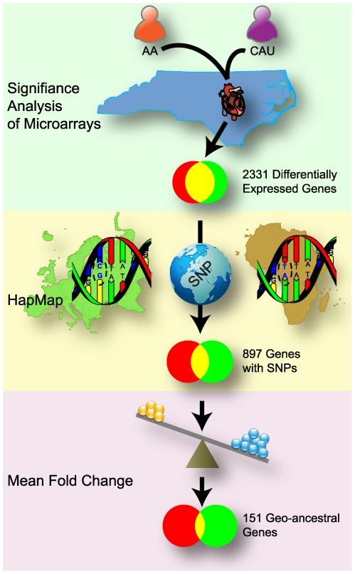 https://cdn.ncbi.nlm.nih.gov/pmc/blobs/92b1/2790609/46e3bce7361d/pone.0008183.g001.jpg