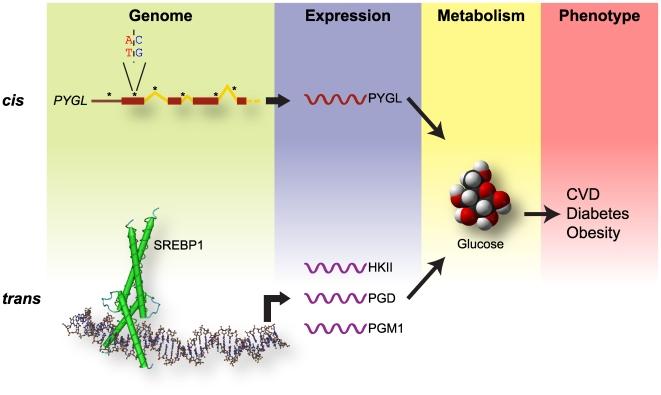 https://cdn.ncbi.nlm.nih.gov/pmc/blobs/92b1/2790609/6ebd2500a4a5/pone.0008183.g007.jpg