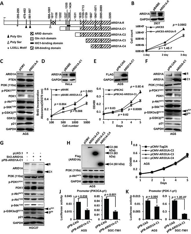https://cdn.ncbi.nlm.nih.gov/pmc/blobs/92b5/5216786/80ef2bb916d8/oncotarget-07-46127-g004.jpg