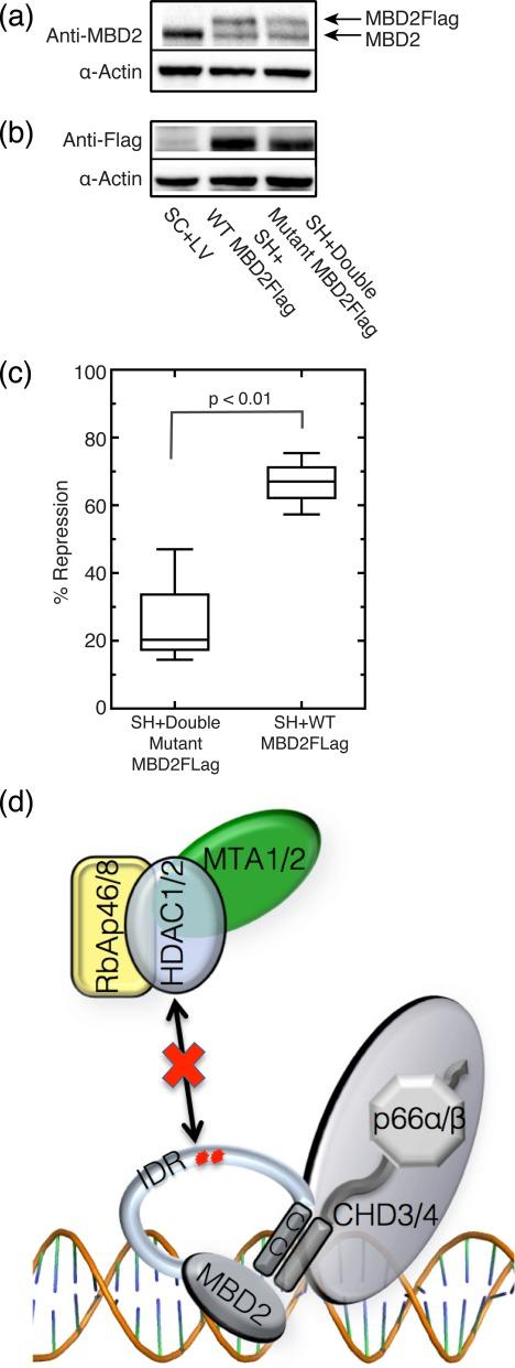 https://cdn.ncbi.nlm.nih.gov/pmc/blobs/92b6/4381075/5ad9b02ae848/gkv168fig6.jpg