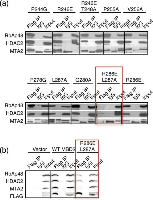 https://cdn.ncbi.nlm.nih.gov/pmc/blobs/92b6/4381075/e38b14d43ade/gkv168fig5.jpg