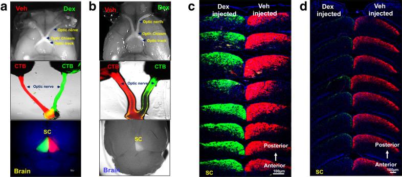 https://cdn.ncbi.nlm.nih.gov/pmc/blobs/92b7/7457267/8c62fb86b9f2/13024_2020_400_Fig10_HTML.jpg