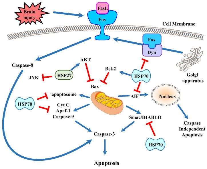 https://cdn.ncbi.nlm.nih.gov/pmc/blobs/92b7/7563654/3cbe5df2814b/cells-09-02020-g002.jpg