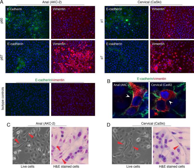 https://cdn.ncbi.nlm.nih.gov/pmc/blobs/92bf/9770004/9106e72455ba/spectrum.03622-22-f001.jpg