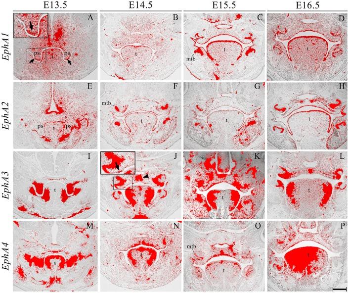 https://cdn.ncbi.nlm.nih.gov/pmc/blobs/92c0/4763095/08f8ee368452/fphys-07-00060-g0003.jpg