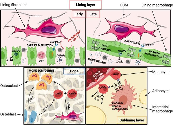 https://cdn.ncbi.nlm.nih.gov/pmc/blobs/92c0/8600114/252e28835f72/fimmu-12-763702-g003.jpg