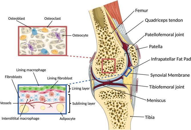 https://cdn.ncbi.nlm.nih.gov/pmc/blobs/92c0/8600114/e4ea816b491a/fimmu-12-763702-g001.jpg