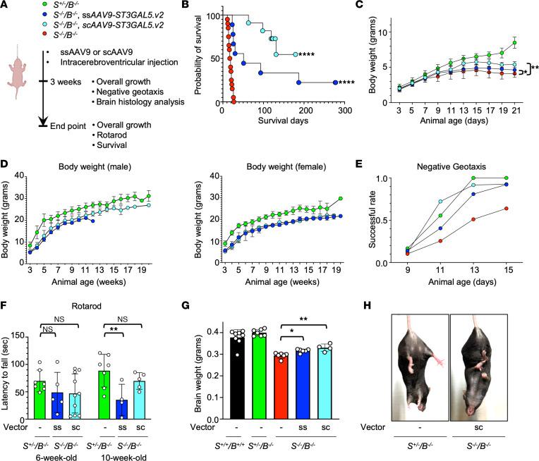 https://cdn.ncbi.nlm.nih.gov/pmc/blobs/92c2/10243808/232fbce768b3/jciinsight-8-168688-g162.jpg