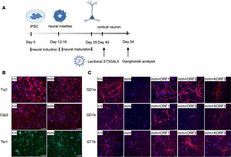 https://cdn.ncbi.nlm.nih.gov/pmc/blobs/92c2/10243808/ac52b5e623e9/jciinsight-8-168688-g158.jpg