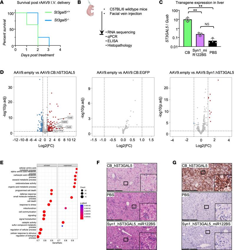 https://cdn.ncbi.nlm.nih.gov/pmc/blobs/92c2/10243808/b3836aca7887/jciinsight-8-168688-g160.jpg