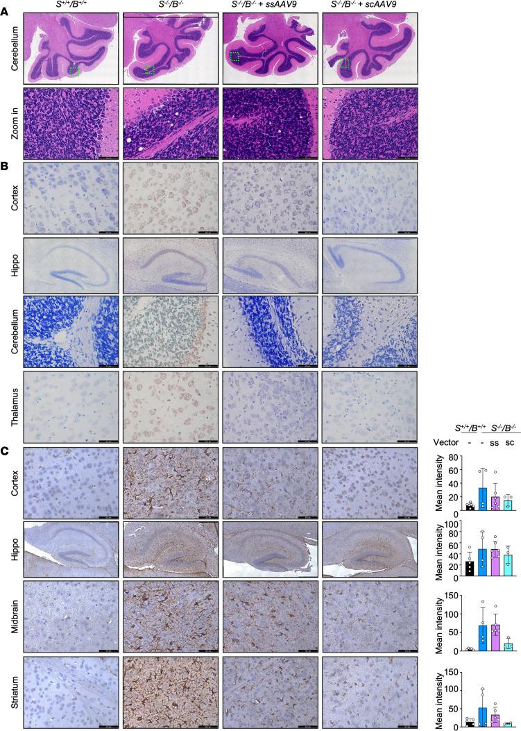 https://cdn.ncbi.nlm.nih.gov/pmc/blobs/92c2/10243808/d16596b75601/jciinsight-8-168688-g163.jpg