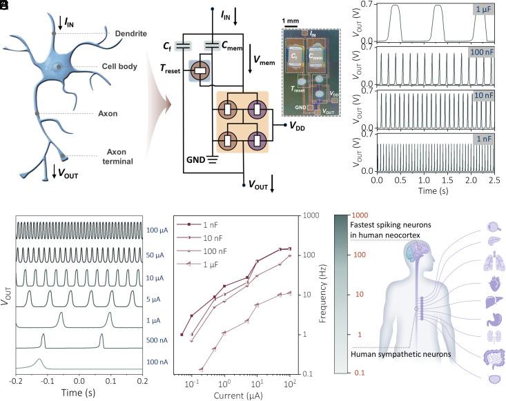 https://cdn.ncbi.nlm.nih.gov/pmc/blobs/92c7/11745397/e00d98e027d5/pnas.2414879122fig03.jpg