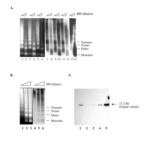 https://cdn.ncbi.nlm.nih.gov/pmc/blobs/92c8/1906746/1225b24b2e41/1743-422X-4-56-3.jpg