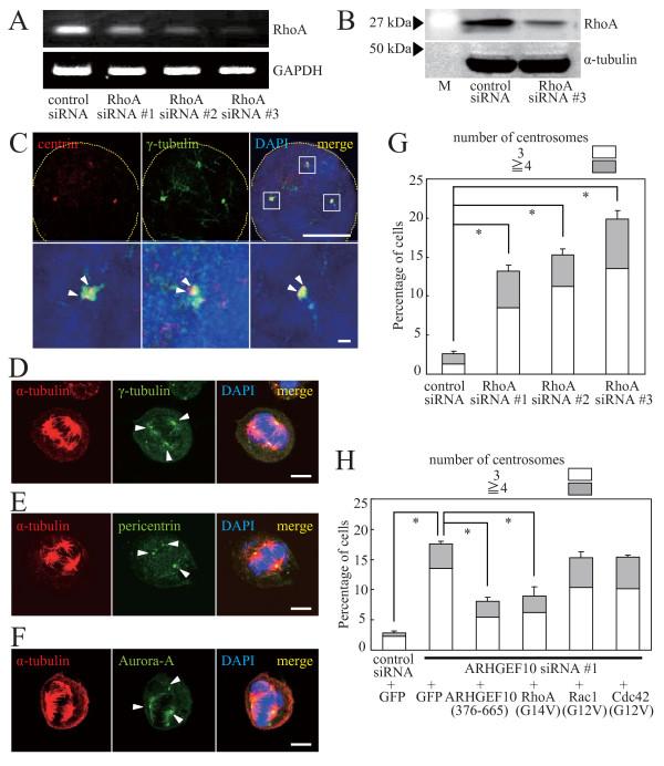 https://cdn.ncbi.nlm.nih.gov/pmc/blobs/92cb/2722575/0ee1f60cb313/1471-2121-10-56-3.jpg