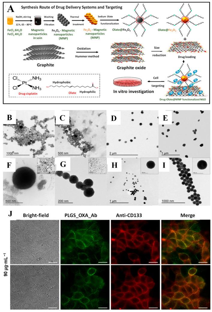 https://cdn.ncbi.nlm.nih.gov/pmc/blobs/92cd/10383769/81067d7d788b/pharmaceutics-15-01872-g004.jpg
