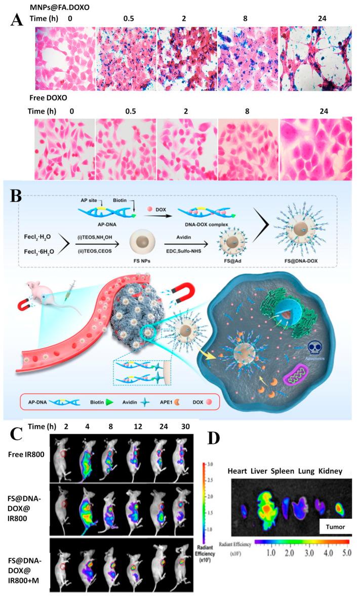 https://cdn.ncbi.nlm.nih.gov/pmc/blobs/92cd/10383769/a250c6ba488b/pharmaceutics-15-01872-g003.jpg