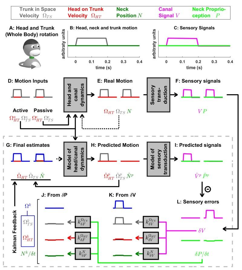 https://cdn.ncbi.nlm.nih.gov/pmc/blobs/92d0/5839740/3cdae1c8acc6/elife-28074-fig7-figsupp1.jpg