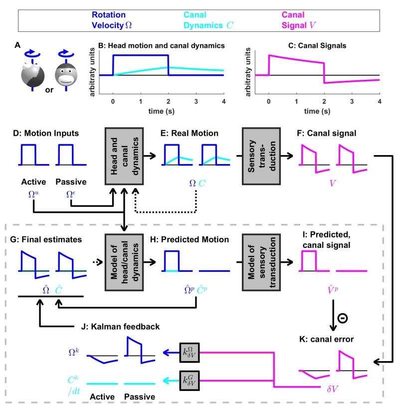 https://cdn.ncbi.nlm.nih.gov/pmc/blobs/92d0/5839740/b4735e0521f3/elife-28074-fig4-figsupp2.jpg