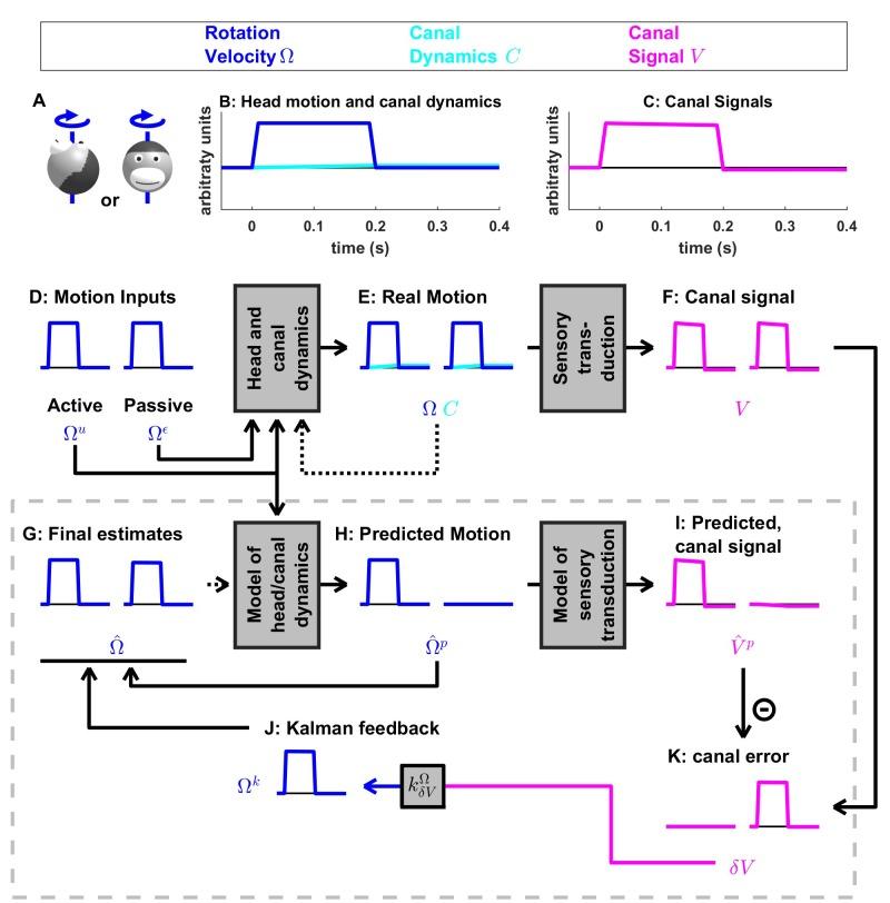 https://cdn.ncbi.nlm.nih.gov/pmc/blobs/92d0/5839740/b62575de19a8/elife-28074-fig3.jpg