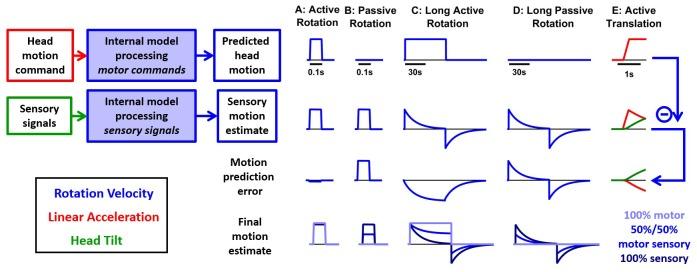 https://cdn.ncbi.nlm.nih.gov/pmc/blobs/92d0/5839740/dc8fbca9a681/elife-28074-fig9.jpg