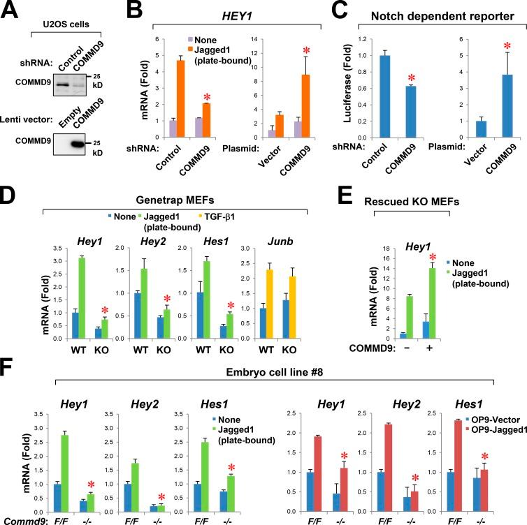 https://cdn.ncbi.nlm.nih.gov/pmc/blobs/92d1/4639872/2ffb6a0e88c4/JCB_201505108_Fig3.jpg