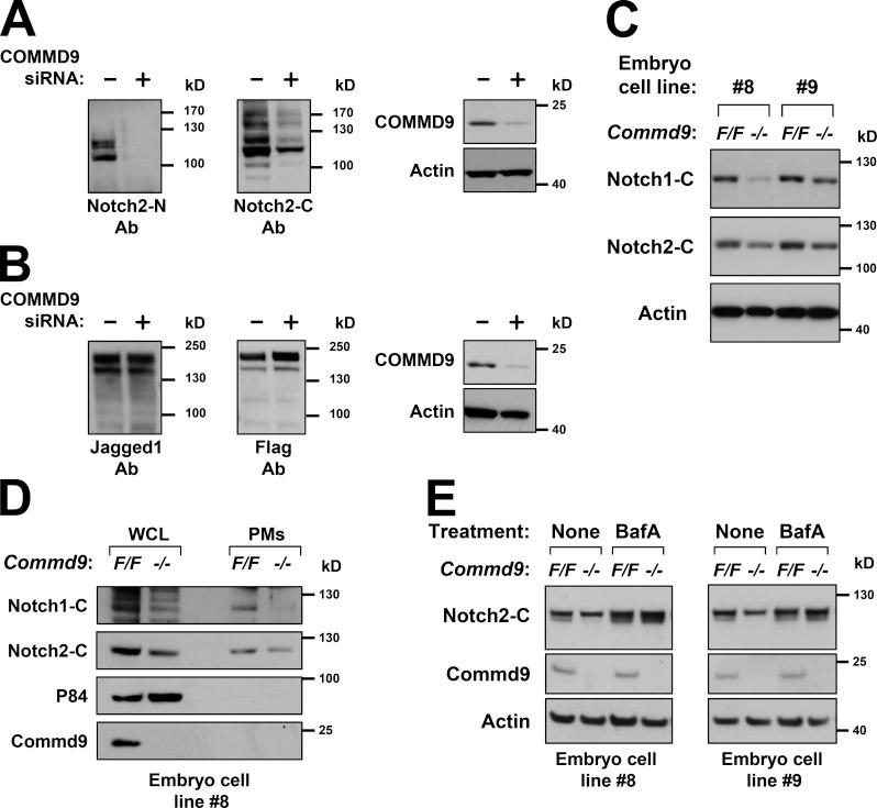 https://cdn.ncbi.nlm.nih.gov/pmc/blobs/92d1/4639872/91bbbd5c74f5/JCB_201505108_Fig4.jpg