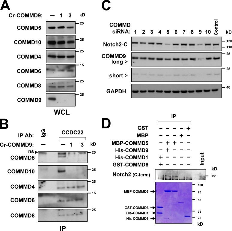 https://cdn.ncbi.nlm.nih.gov/pmc/blobs/92d1/4639872/b361bc6b5b89/JCB_201505108_Fig7.jpg
